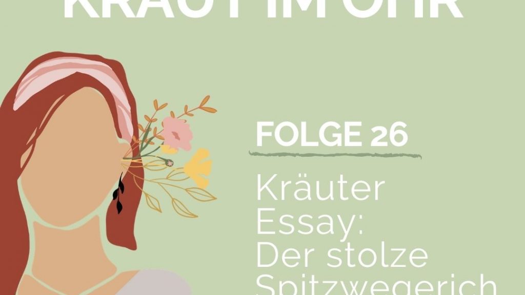 Kräuter Essay_Der stolze Spitzwegerich